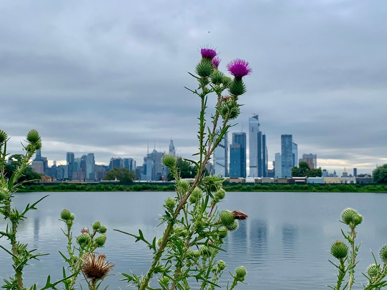 View of thistle plants in front of the reservoir water with the Manhattan skyline backdrop.